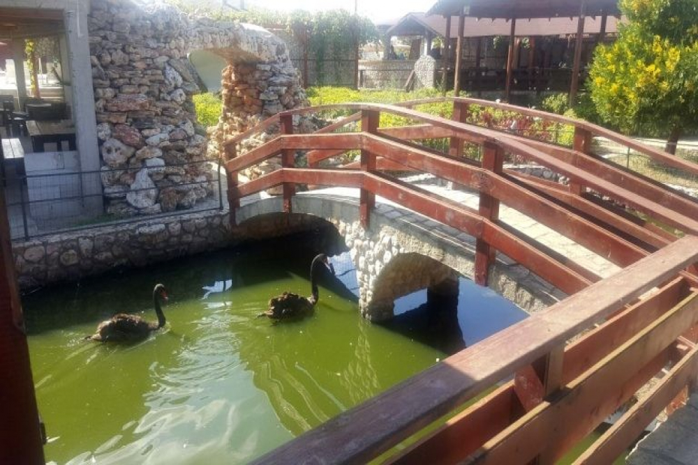 ДИВАТА ПАТИЦА